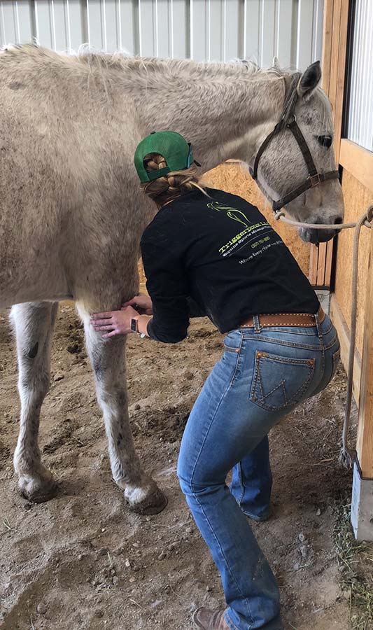 Triggerpoint Equine & K9 Sports Massage Therapy business image in Laramie, Wyoming